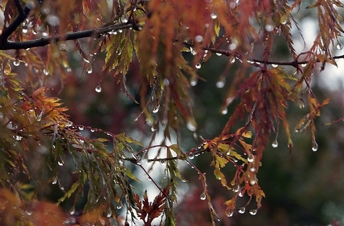 Rain on Maple
