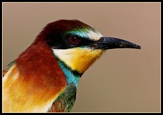 Abelharuco ( Bee-eater )