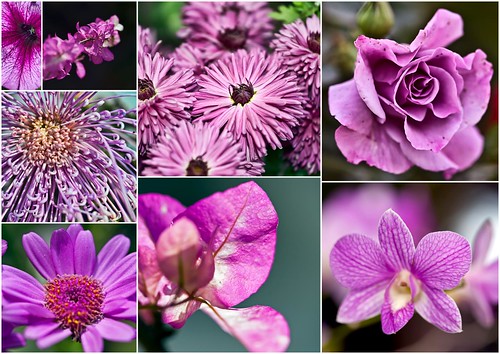flower pictures to print