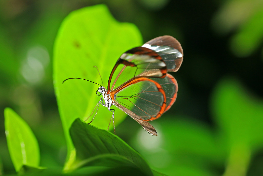 Glasswing butterfly.   IMG_0203-1.jpg