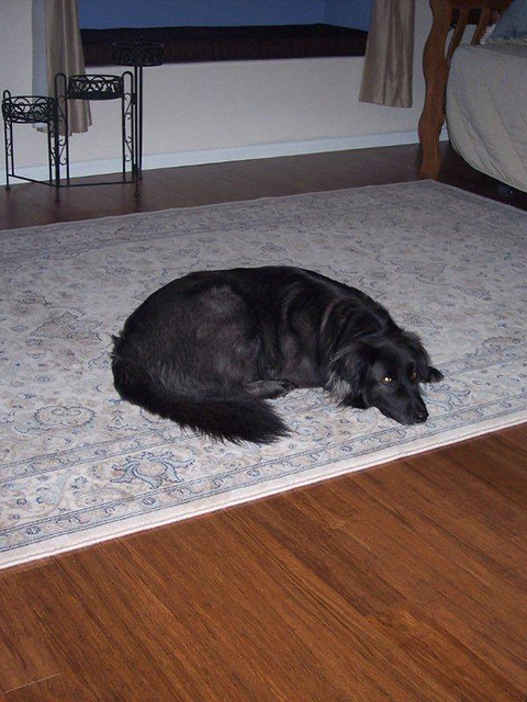black dog bamboo floor