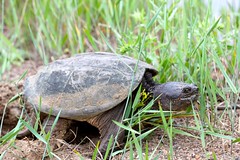 Snapping Turtle Lays Eggs