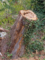 Tree Stumps n Stuff at Parndon Mill