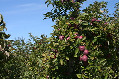 20091012 - Tougas Farm Apple Picking