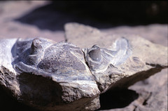 Palaeontology - Fossils