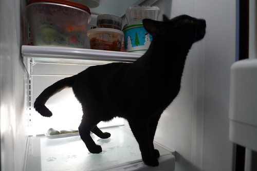 that fuzzy stuff in the back of the fridge