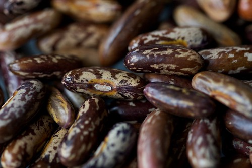 "Maxibelle" Heirloom Beans Dried by Chiot's Run