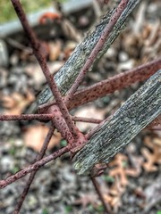 Day 52/365 #rust #iron #wood #gardentiller #spokes #winter #leaves #project3652017