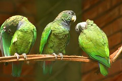 Only parrots - Psittacidae