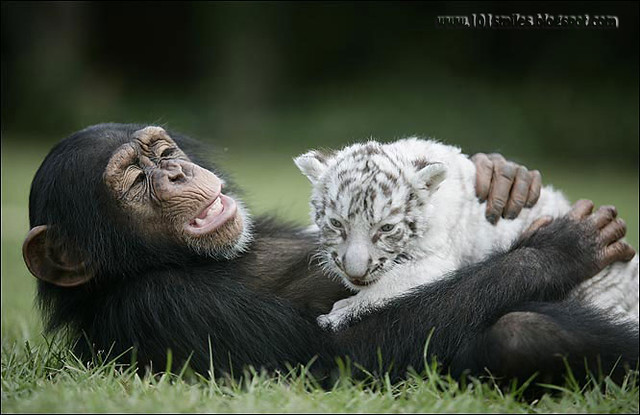 chimpanzee and  tiger 
