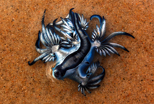 blue dragon sea slug eggs