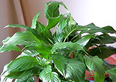Two Weeks In the Lives of  Two Peace Lily Flowers