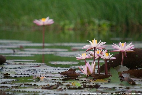 lotus flower pictures