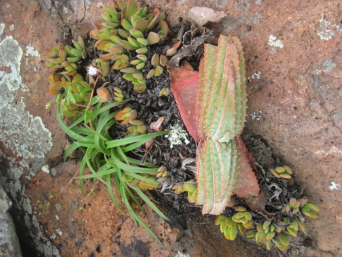 Aloe suprafoliata by tonrulkens