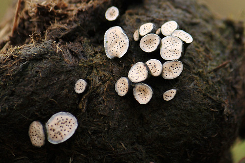 Nail Fungus - Poronia punctata by Keith Talbot