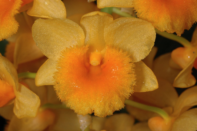Dendrobium densiflorum