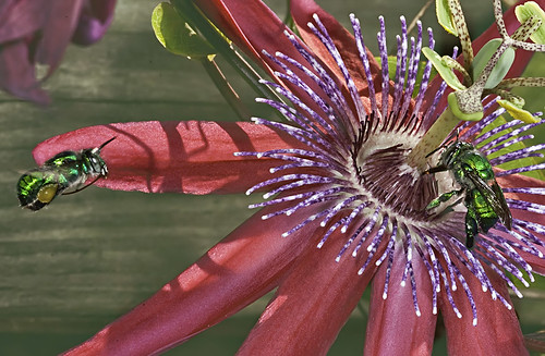Green Orchid Bee in Flight over Passiflora by DiGitALGoLD