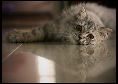 I Kittykat ! by Faiz