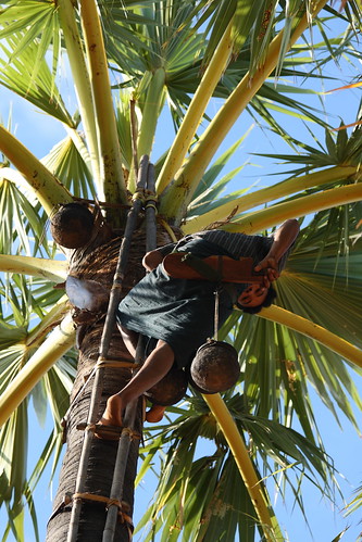 Harvesting Palm Sugar