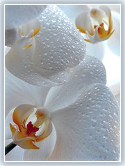 Plants:Orchids