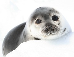 野生動物保育法修法，143種海洋哺乳類動物保育無距離。（照片版權：HSI/R. Aldworth；動物社會研究會提供）