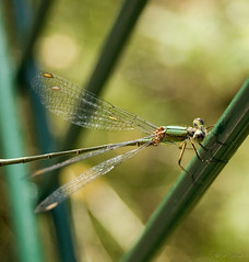 Libellen ~ dragonflies and damselflies