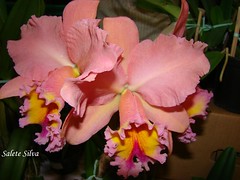 Orquídeas!
