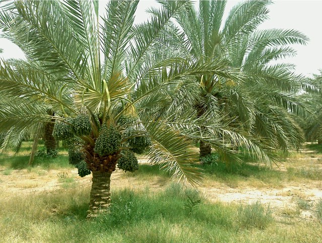 Desert Plants Palm Trees