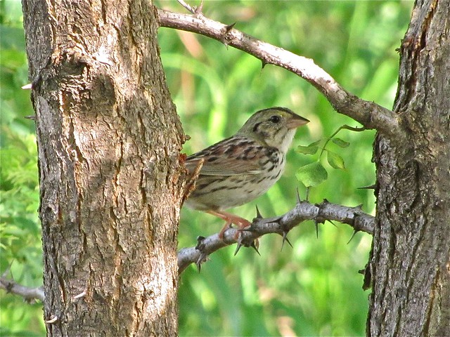 Henslow's Sparrow 26