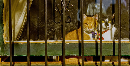Glebe window cats