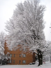 Snowpocalypse 2/2010