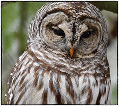 Owl (Barred)
