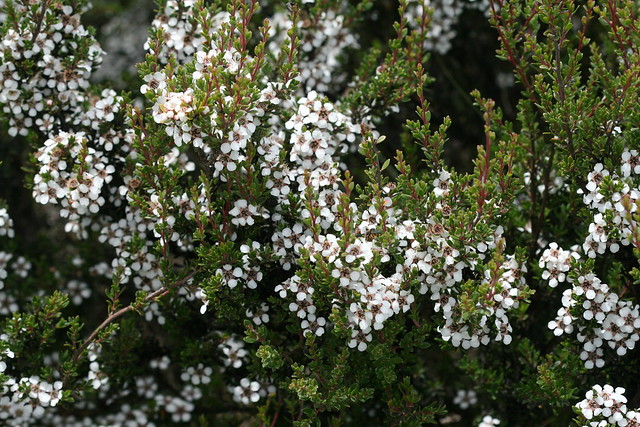 Leptospermum scoparium (Tea-tree)