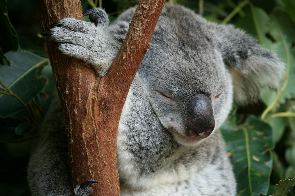 Sleeping Koala, via flickr