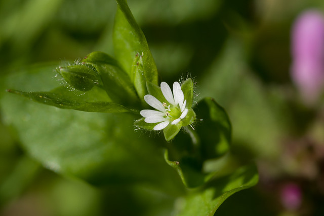 128: Common Chickweed