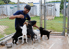 USS Frank Cable Sailor plays with a kennel of puppies at the Guam Animals In Need animal shelter