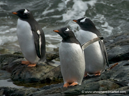 Young Gentoo Penguins - Antarctica by uncorneredmarket