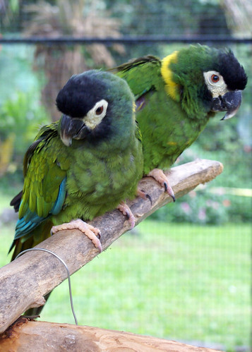 Pana'ewa Rainforest Zoo--Golden-Collared Macaws 7
