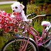 Versace in her pink bike!!