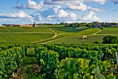La Bourgogne, ses vignes et fruitiers