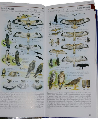 Ejemplo de lámina de la guía de bolsillo para el observador de aves. Autor Héctor González