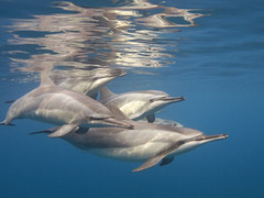 Dolphins in Kona