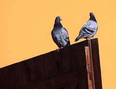 Birds. - Pigeons, doves.