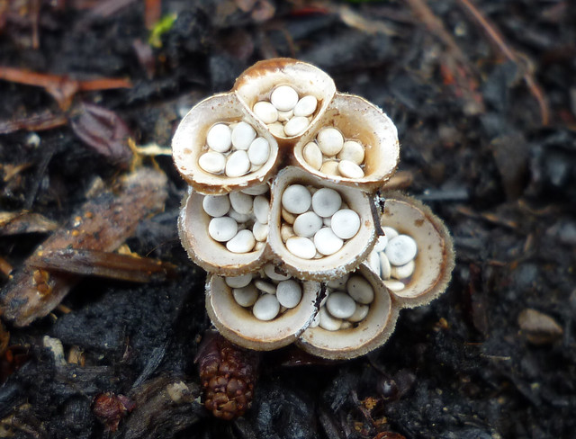 bird's nest fungi - crucibulum laeve