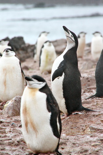 chinstrap penguins - manchots à jugulaire - Pygoscelis antarcticus by chogori20