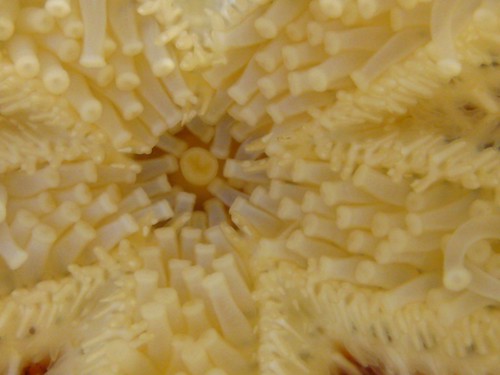 starfish mouth