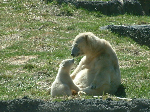 Mom ! I Love You. by Sunshine Gorilla