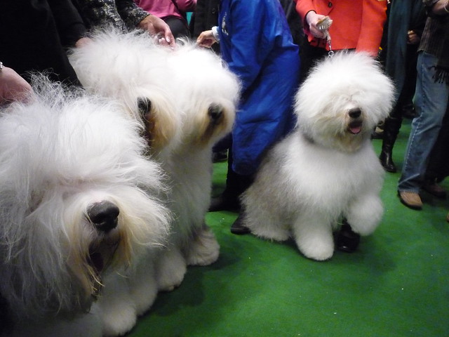 At the 134th WESTMINSTER KENNEL CLUB DOG SHOW | Flickr - Photo Sharing ...