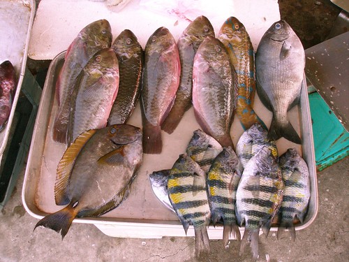 到菜市場買魚，每隻魚你都知道名字嗎？圖為小琉球市場的魚，很多都是珊瑚礁魚。