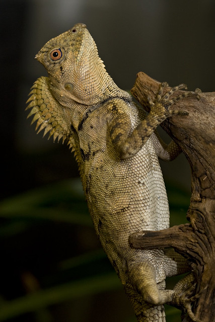 Chameleon Forest Dragon | Flickr - Photo Sharing!